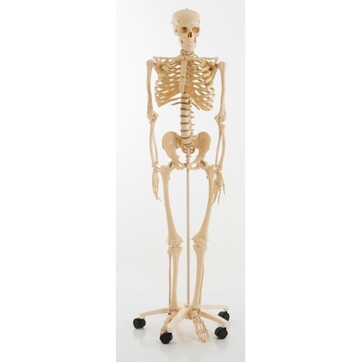 Life Size Skeleton