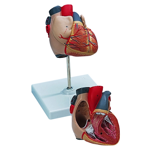 Classic Heart Model Each