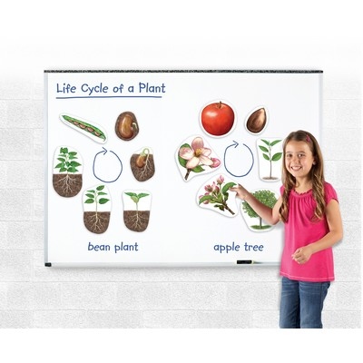 Magnetic Plant Life Cycle