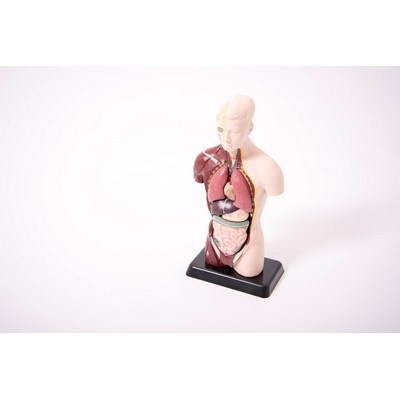 Quarter Scale Anatomical Torso