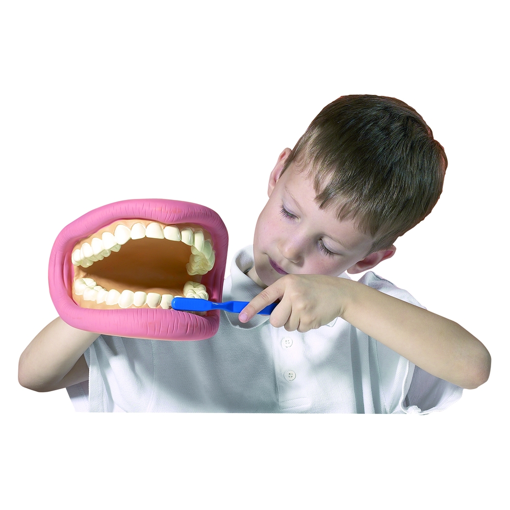 Giant Teeth Demonstration Model White/Pink Each