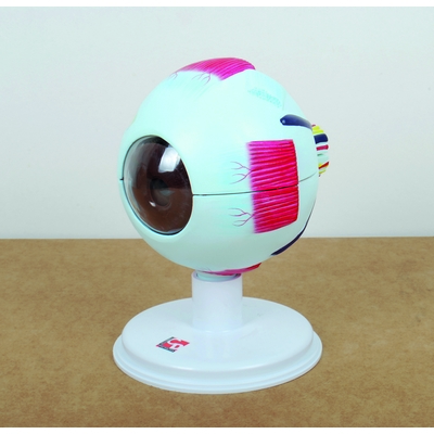 Human Eye 4x Life Size