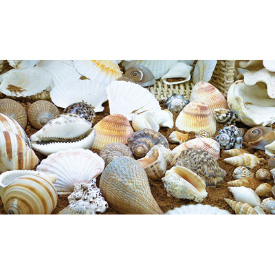 Natural Resources Shell Treasure Basket Each