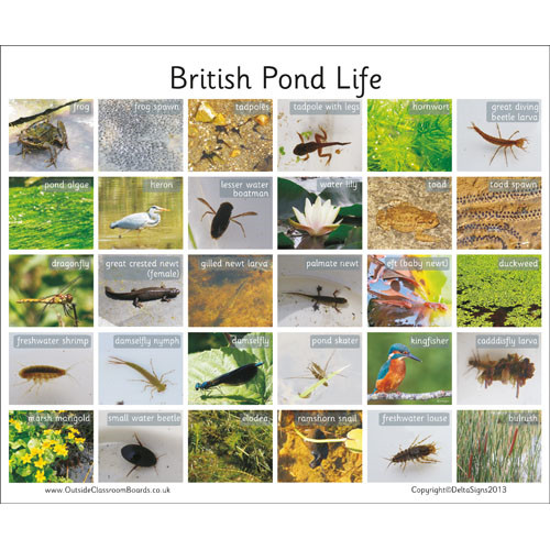 30 British Pond Life Board Each