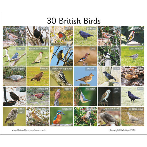 30 British Birds Board