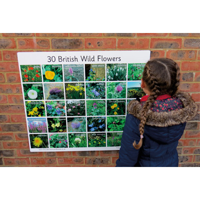 British Wild Flowers Board Each